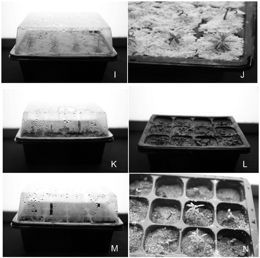 Method for domesticating and transplanting taxus chinensis var mairei tissue culture seedling