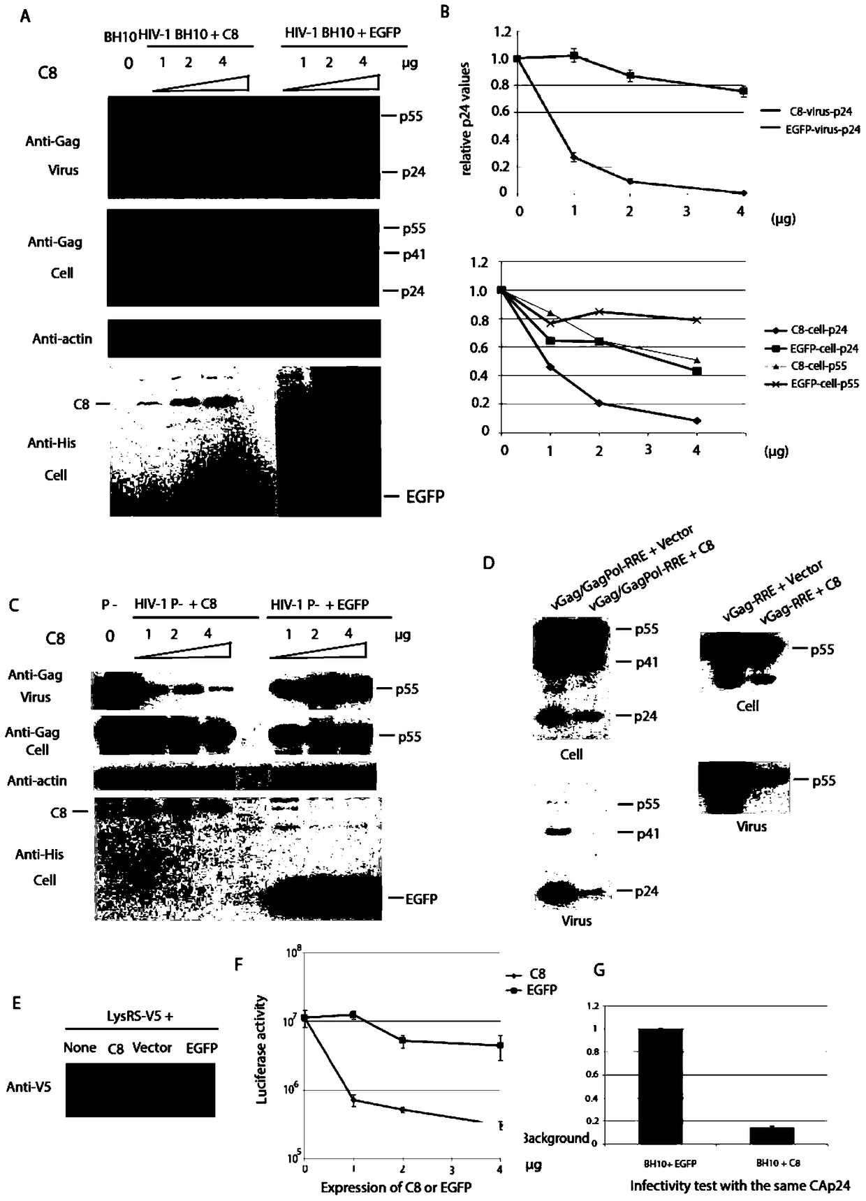 Coiled-coil structure protein 8 capable of inhibiting HIV-1 and its application