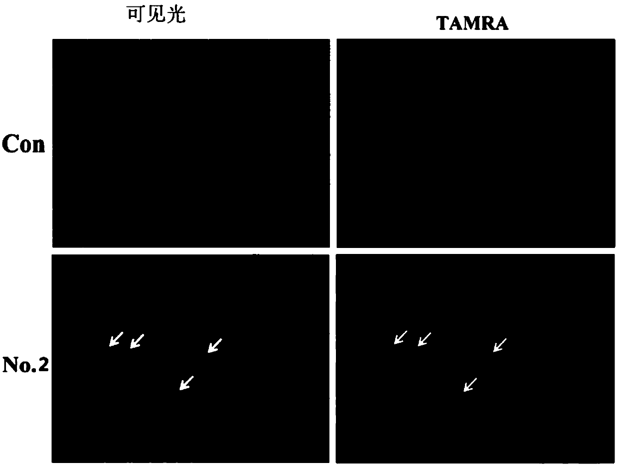 ssDNA aptamer capable of identifying and combining with vibrio alginolyticus and application thereof