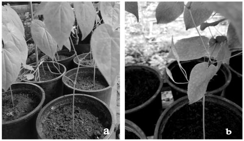 Cultivation method for novel variety by inducing mutation of tender stem tissues of epimedium koreanum