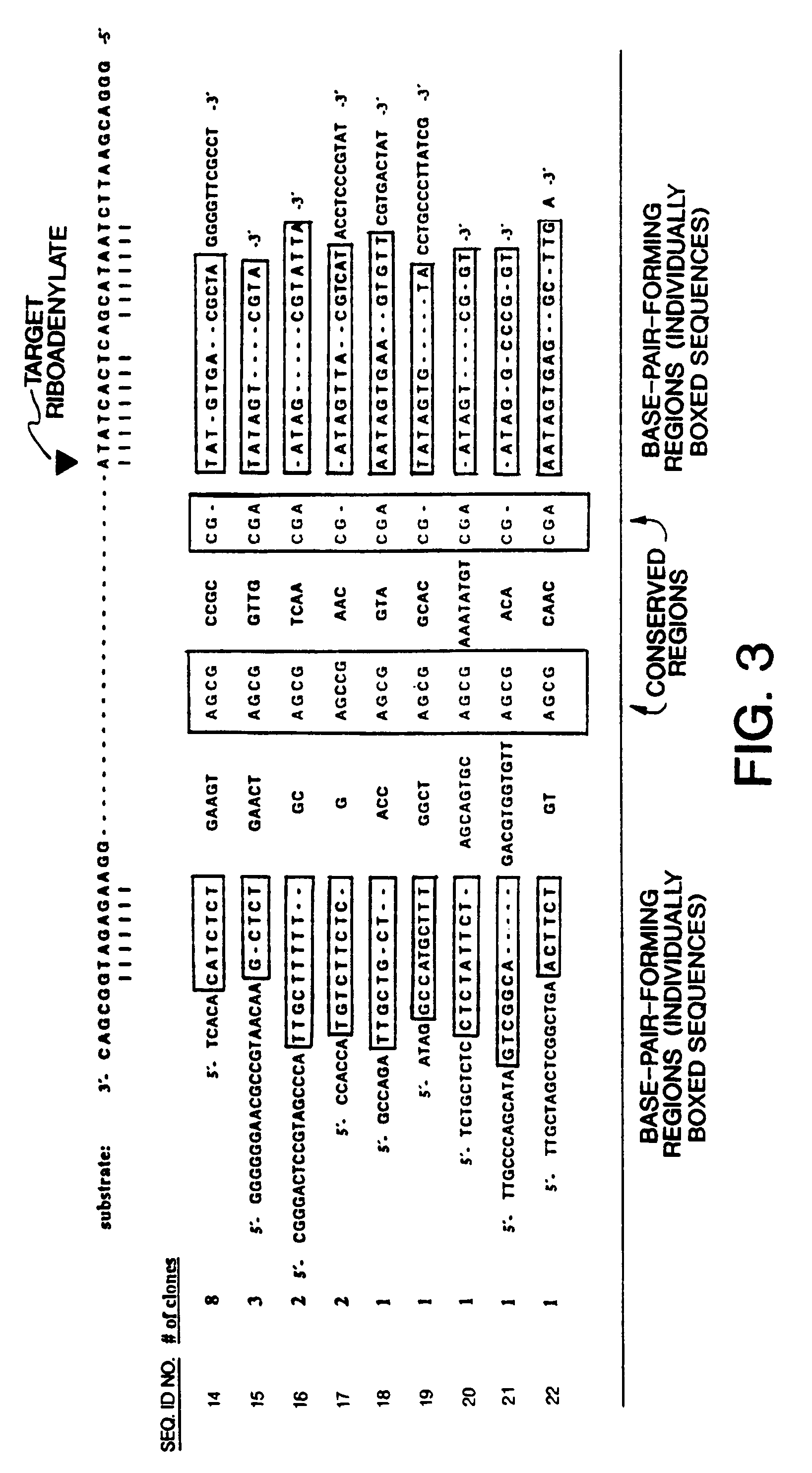 Enzymatic DNA molecules