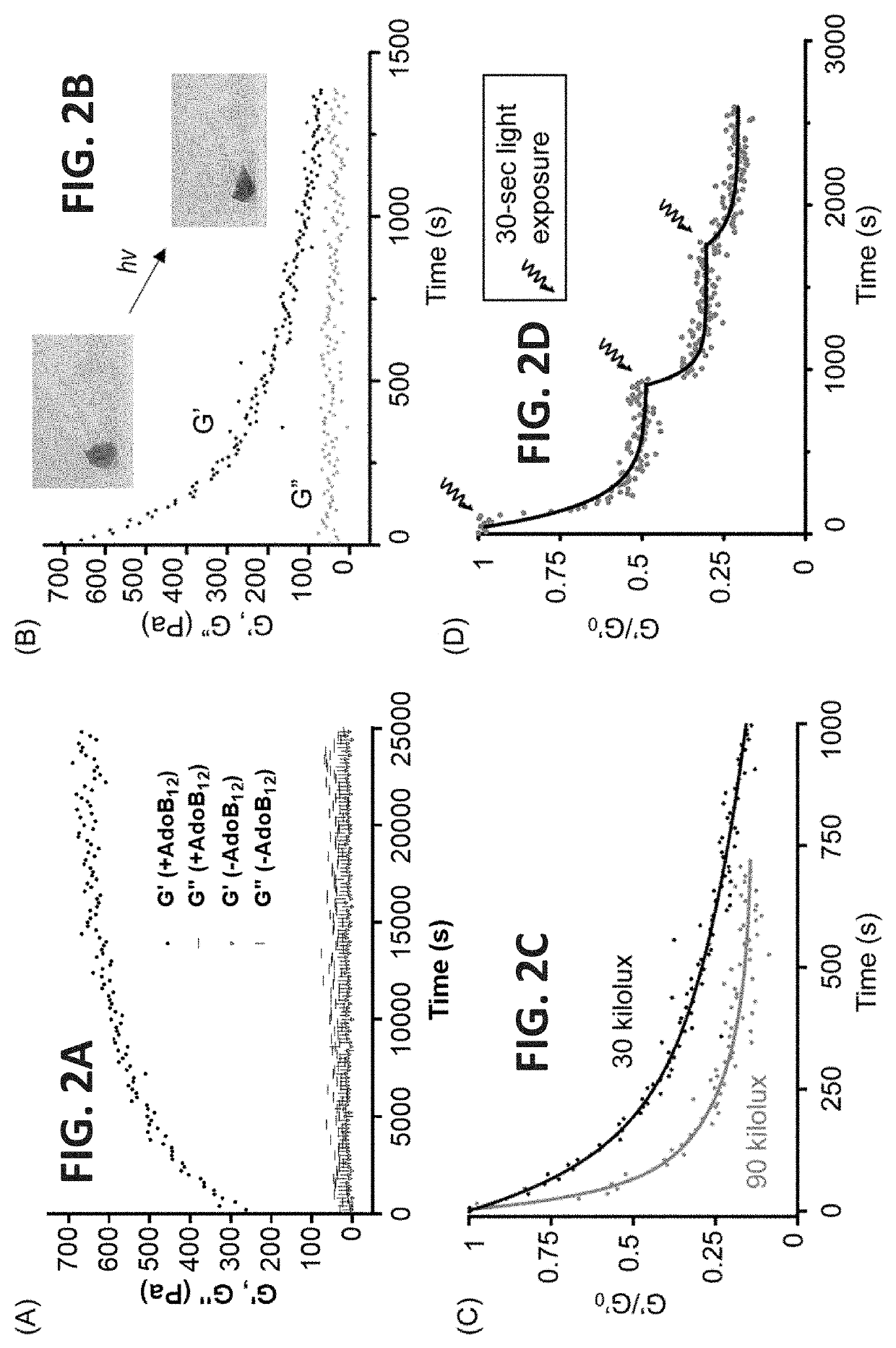 Photoresponsive protein hydrogels and methods and uses thereof
