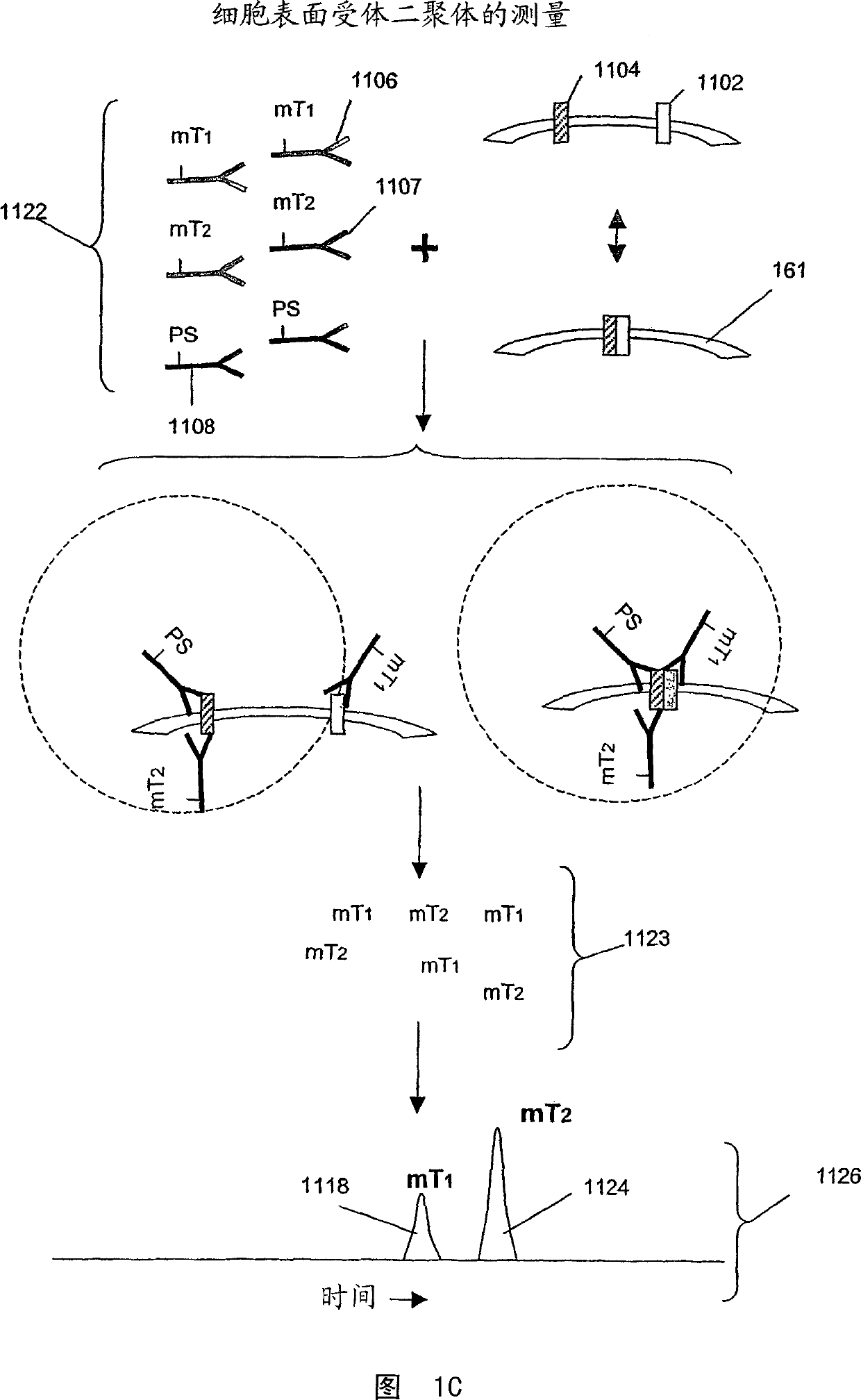 Surface receptor complexes as biomarkers