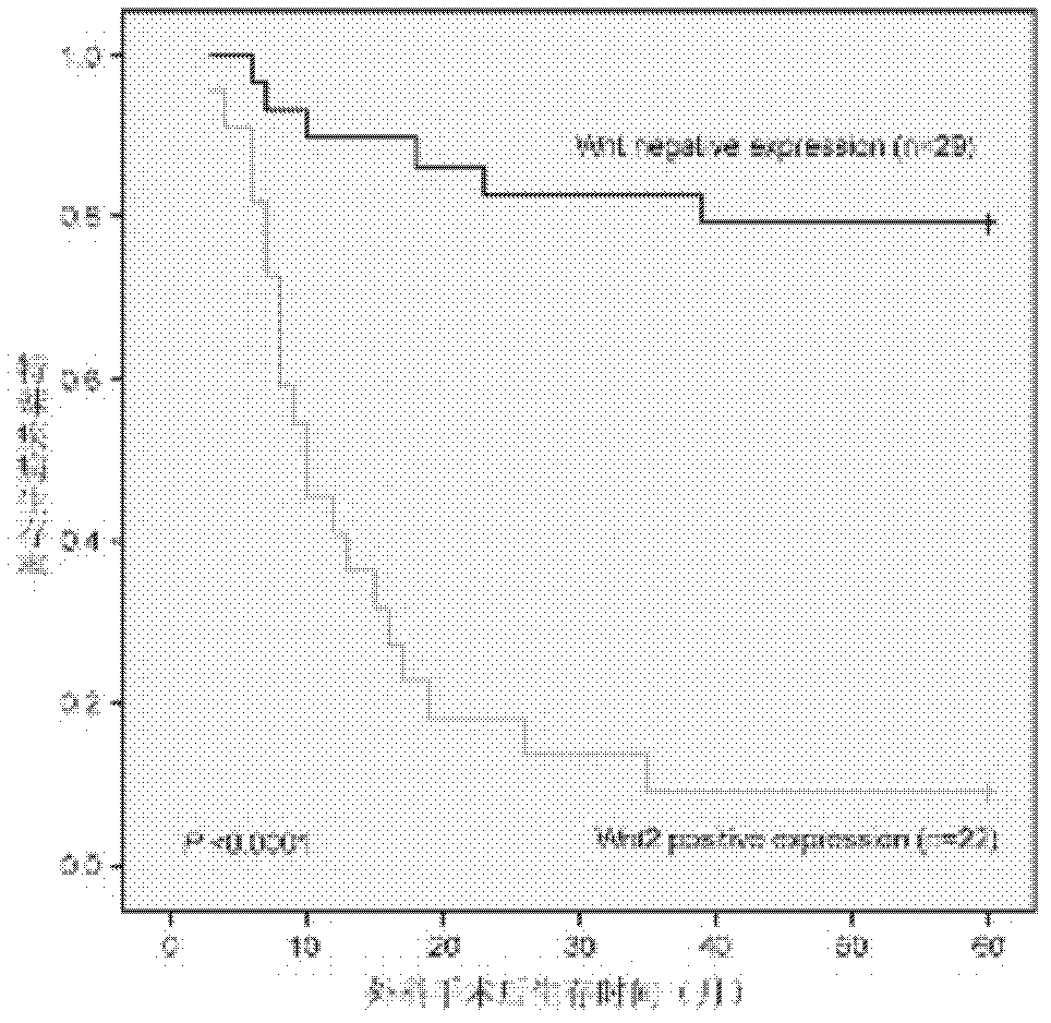 Application of Wnt2 to preparation of medicament for inhibiting esophageal cancer