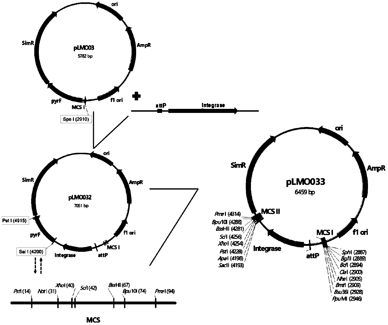 Integrated vector plmo033 based on genome island and its preparation method and application