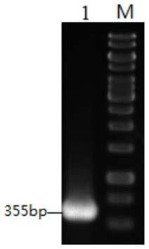 Integrated vector plmo033 based on genome island and its preparation method and application