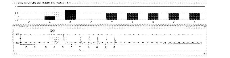 Kit and method for detecting tamoxifen personalized medicine genetic polymorphism by use of pyrosequencing technique