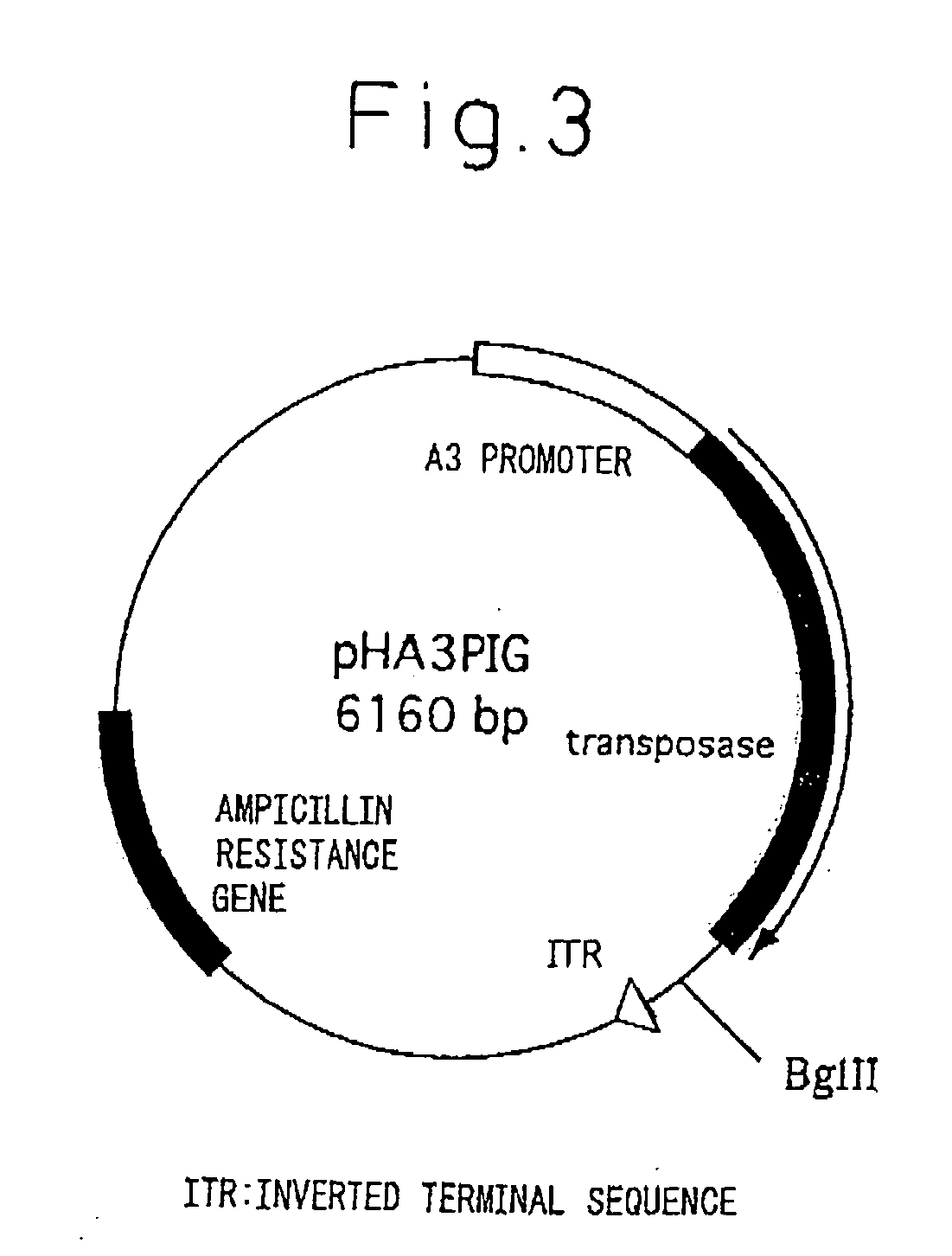 Process for producing physiologically active protein using genetically modified silkworm