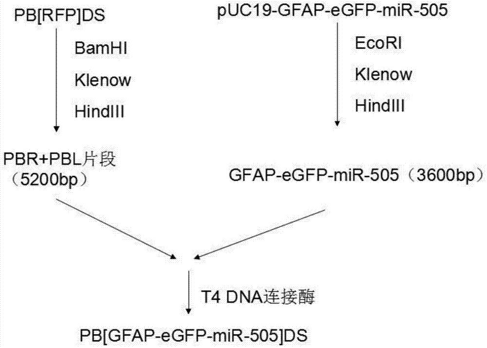 Preparation method of vector for specific expression of miR-505 in central nervous system