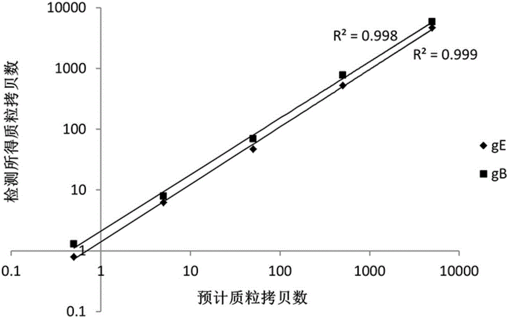 Nucleic acid combination for detecting pseudorabies virus and application of nucleic acid combination, and kit and method for detecting pseudorabies virus