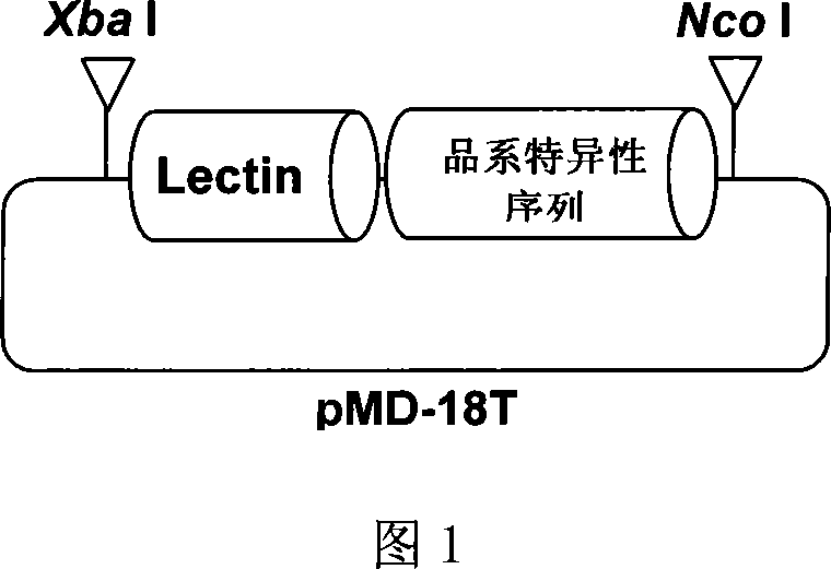 Standard plasmid molecule for detection of genetic improved soybean strain GTS40-3-2 and constructing method thereof
