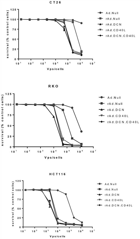 Multi-gene fusion oncolytic adenovirus and construction method and application thereof