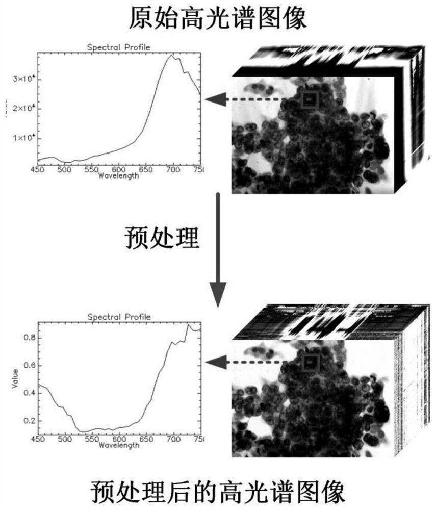 Lung brush film cell identification and segmentation method based on deep learning