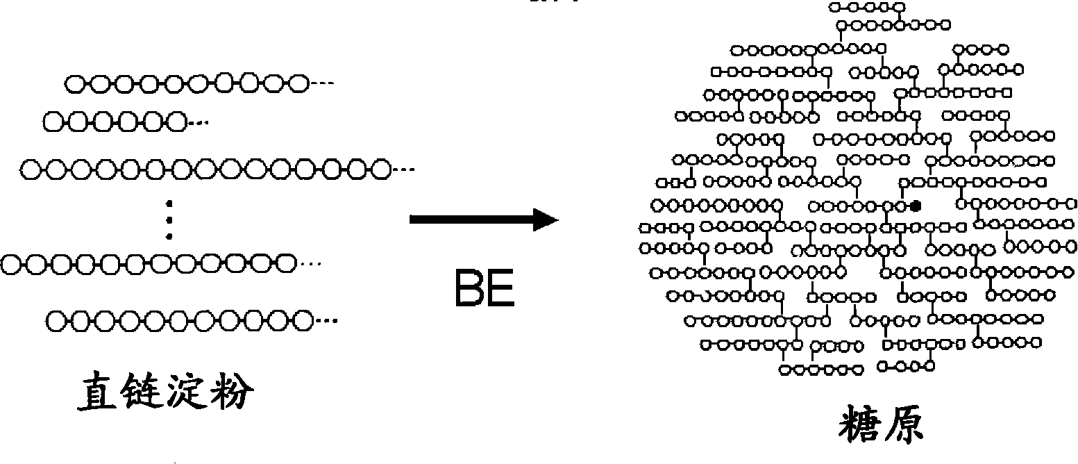 Method of producing glycogen