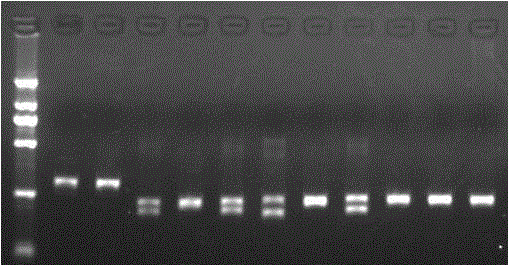 Method for directly amplifying single ovum DNA (Deoxyribonucleic Acid) of human ascarid without extraction