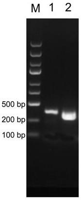 Method for protein modification