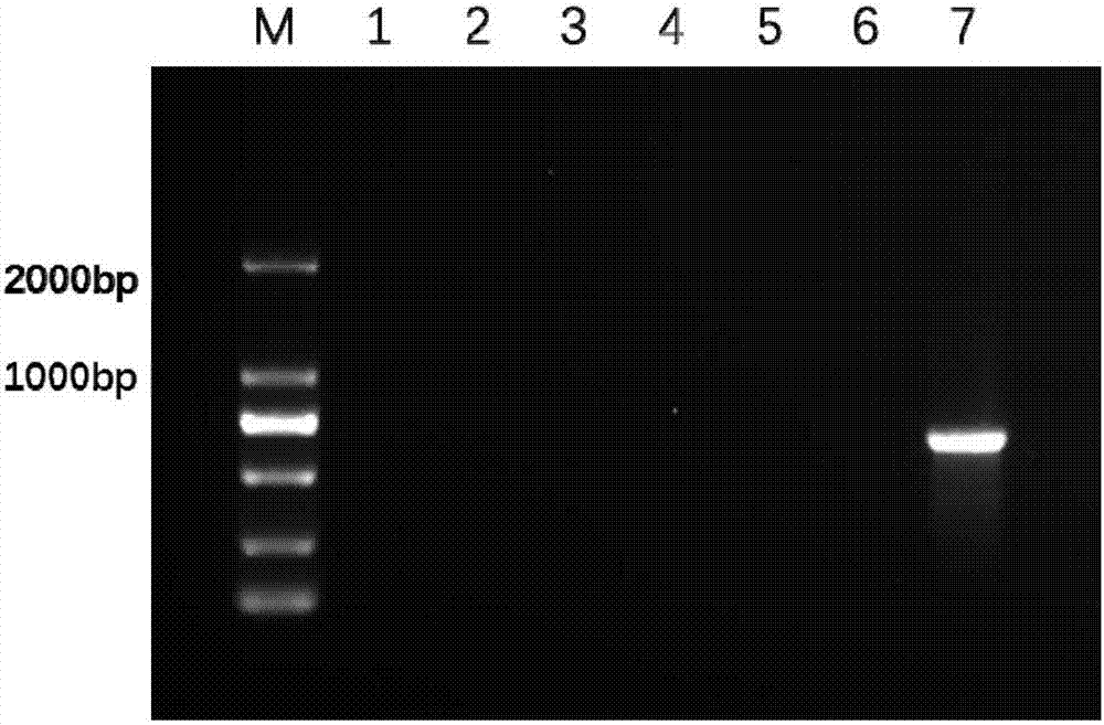 Method for eliminating multi-copy plasmid in salmonella by using suicide vector