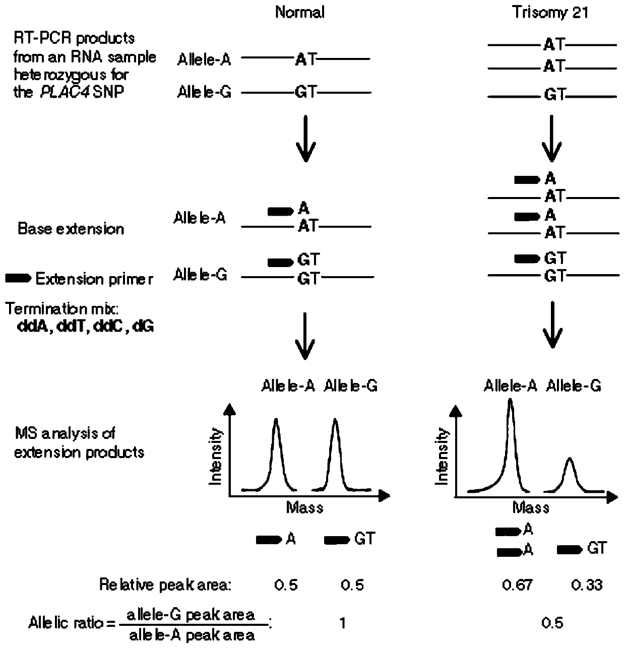 Kit for detecting pregnant woman peripheral blood free RNA screening 21-trisomy syndrome based on time-of-flight mass spectrometry