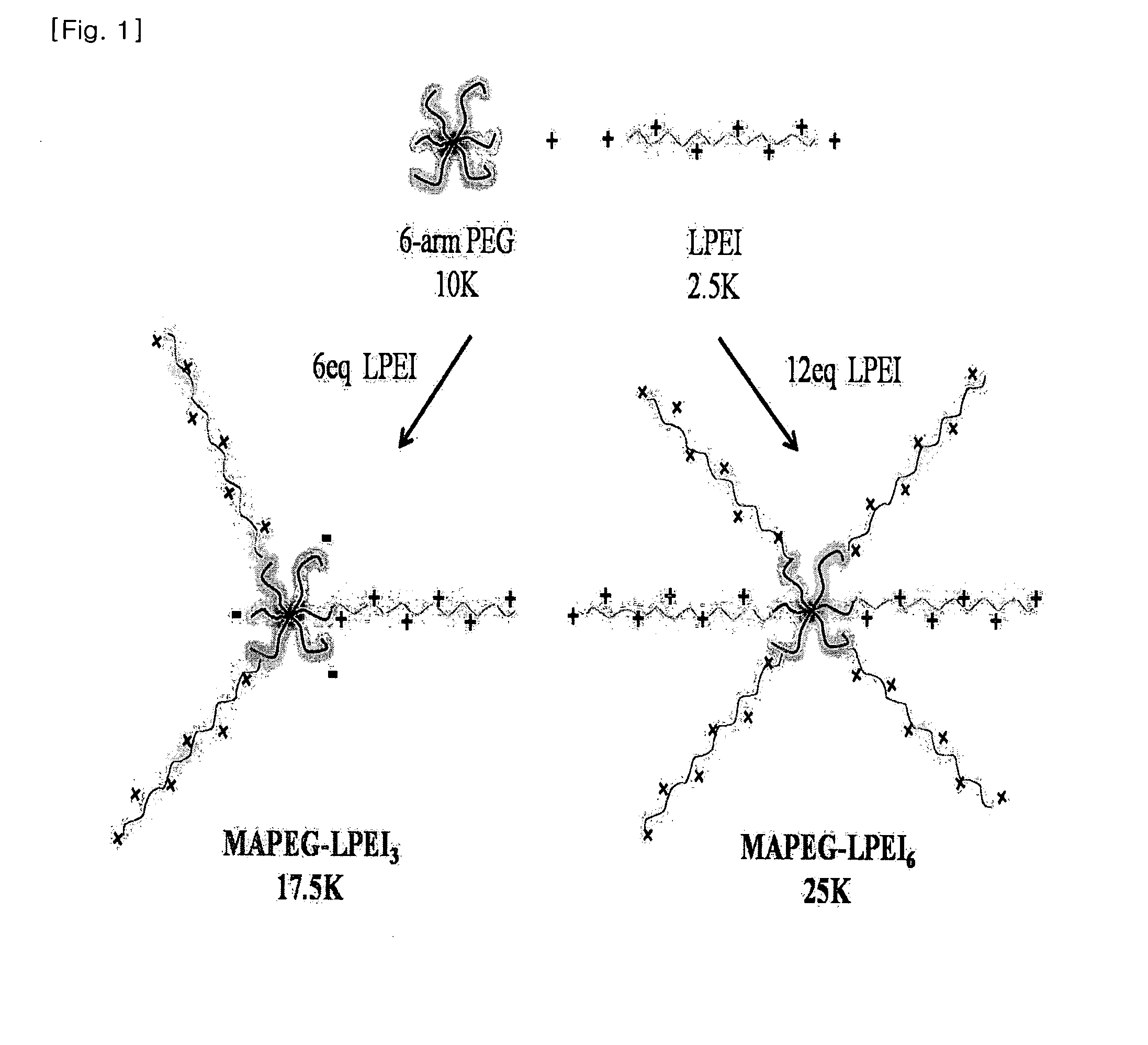 Conjugate of arm-type polyethyleneglycol with linear polyethyleneimine as gene carrier and synthesis thereof