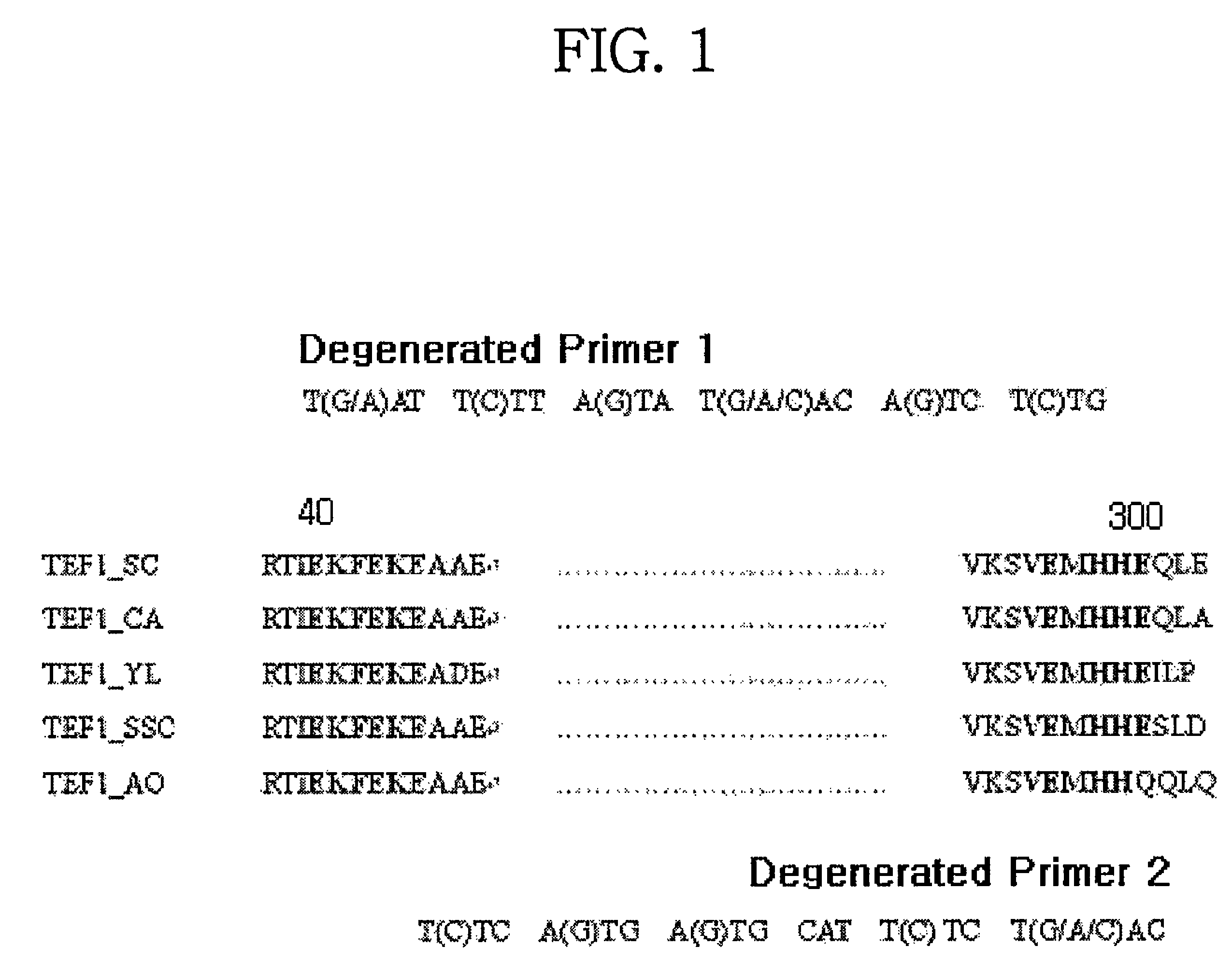 Translational elongation factor promoter from Pichia pastoris and method for producing recombinant protein using the same