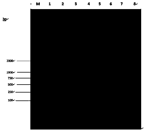 Detection primer, detection reagent kit and detection method for multiple viruses of parrots, and application