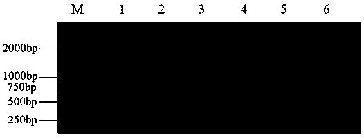 Detection primer, detection reagent kit and detection method for multiple viruses of parrots, and application