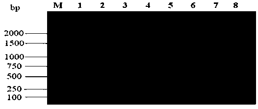 Detection primer, detection reagent kit and detection method for multiple viruses of parrots, and application