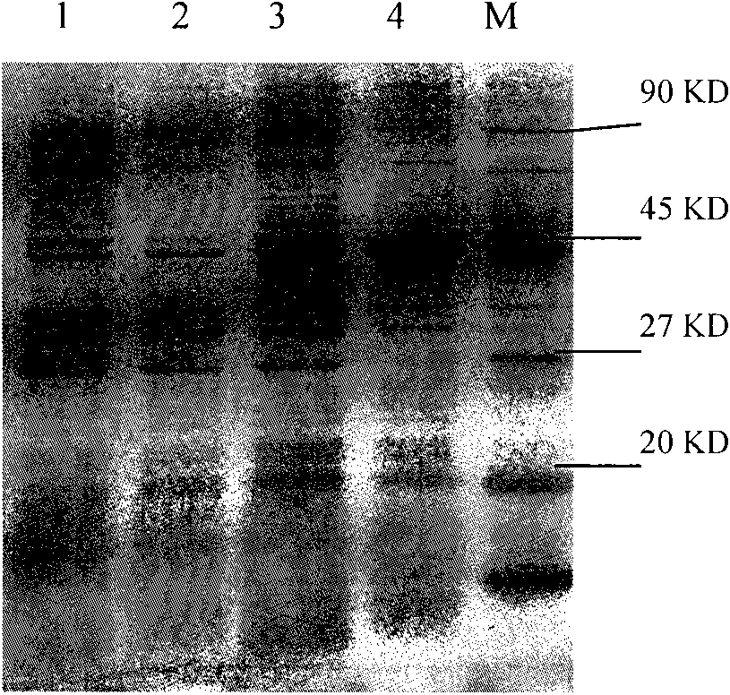 Disulfide-stabilized anti-chloramphenicol single-chain antibody as well as construction method and application thereof