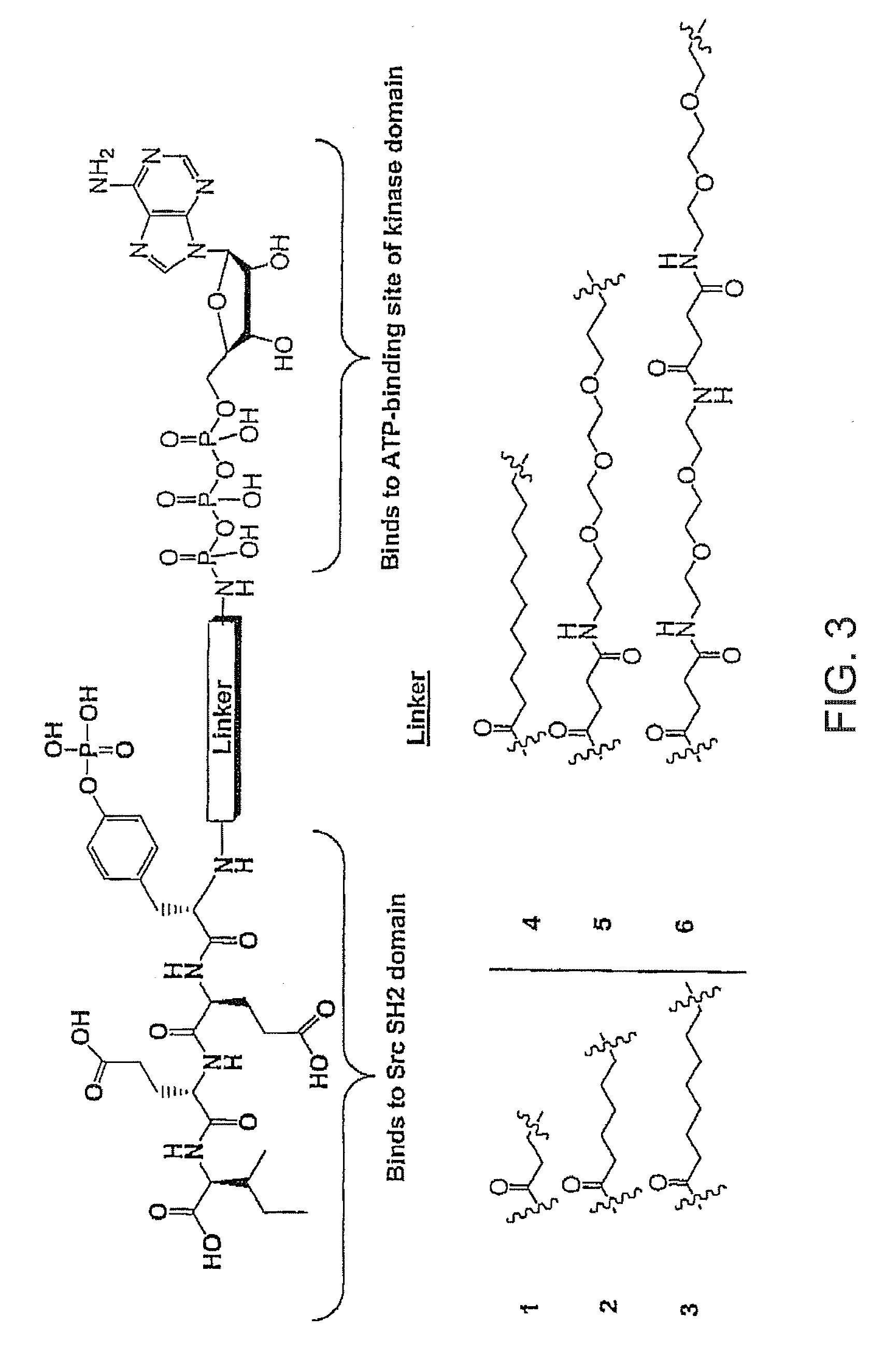 Bisubstrate inhibitors of protein kinases as therapeutic agents