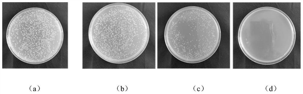 A kind of method for synthesizing nanometer cu-mof bacteriostatic agent in aqueous phase