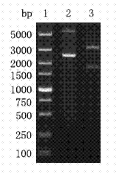 Construction method of engineering bacteria with constitutive expression of dextranase and preparation method of enzyme