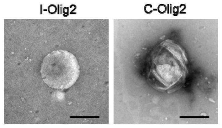 Lipid nanoparticle loaded with Olig2 messenger RNA (Ribonucleic Acid) and application of lipid nanoparticle