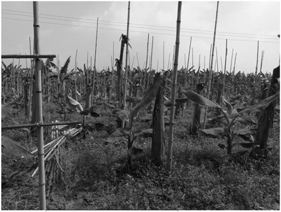 A banana interplanting method suitable for Zhangzhou area