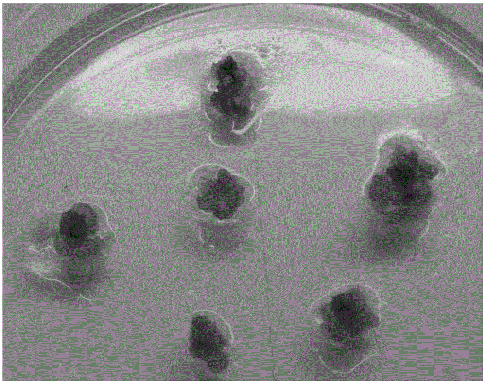 In-vitro regeneration method for cucumber ovary