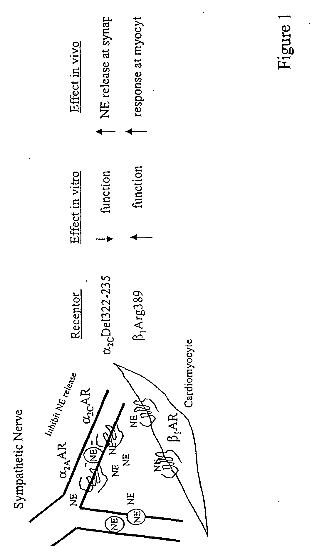 Methods of cardiovascular disease assessment in an individual