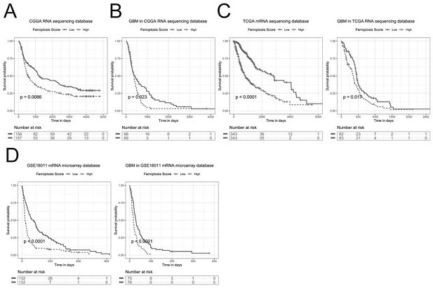 System for evaluating immunotherapy reactivity of glioblastoma patient based on ferroptosis level and analysis method