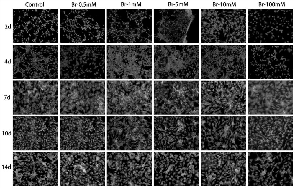 Application of Bromide Ion in Cartilage Tissue Engineering