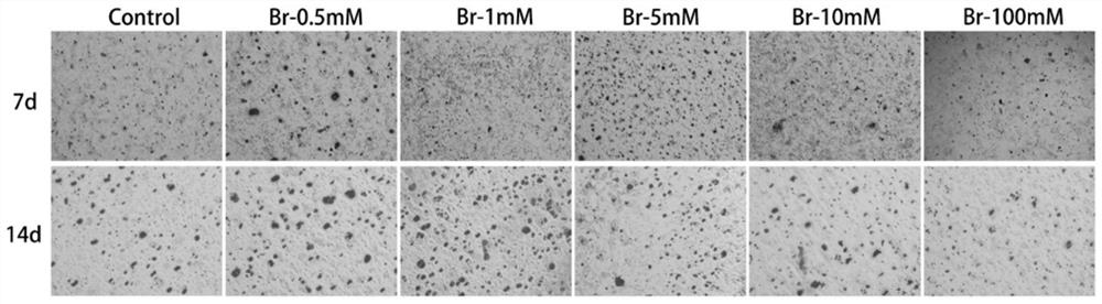 Application of Bromide Ion in Cartilage Tissue Engineering