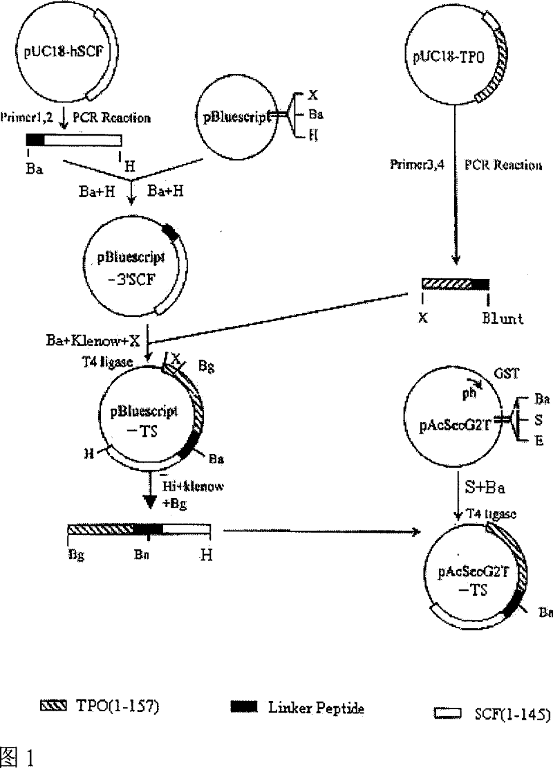 Recombinant human platelet auxin/dry cell factor fusion protein and preparation thereof