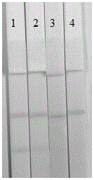 Three-in-one colloidal gold chromatography test strip for detecting thiamphenicol, chloramphenicol and florfenicol and its preparation method