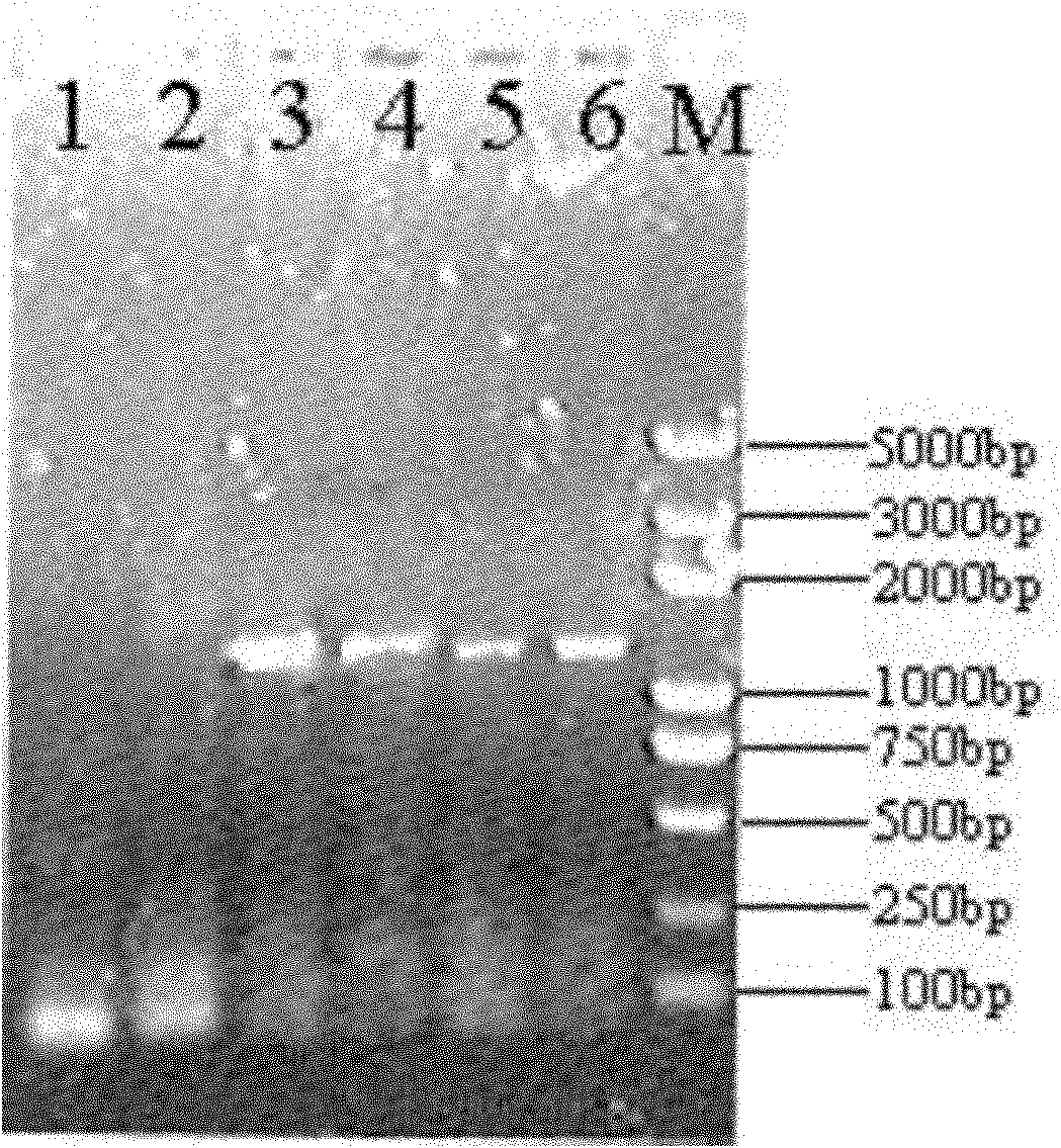 Method for constructing antagonistic yeast for preventing and controlling tomato gray mold