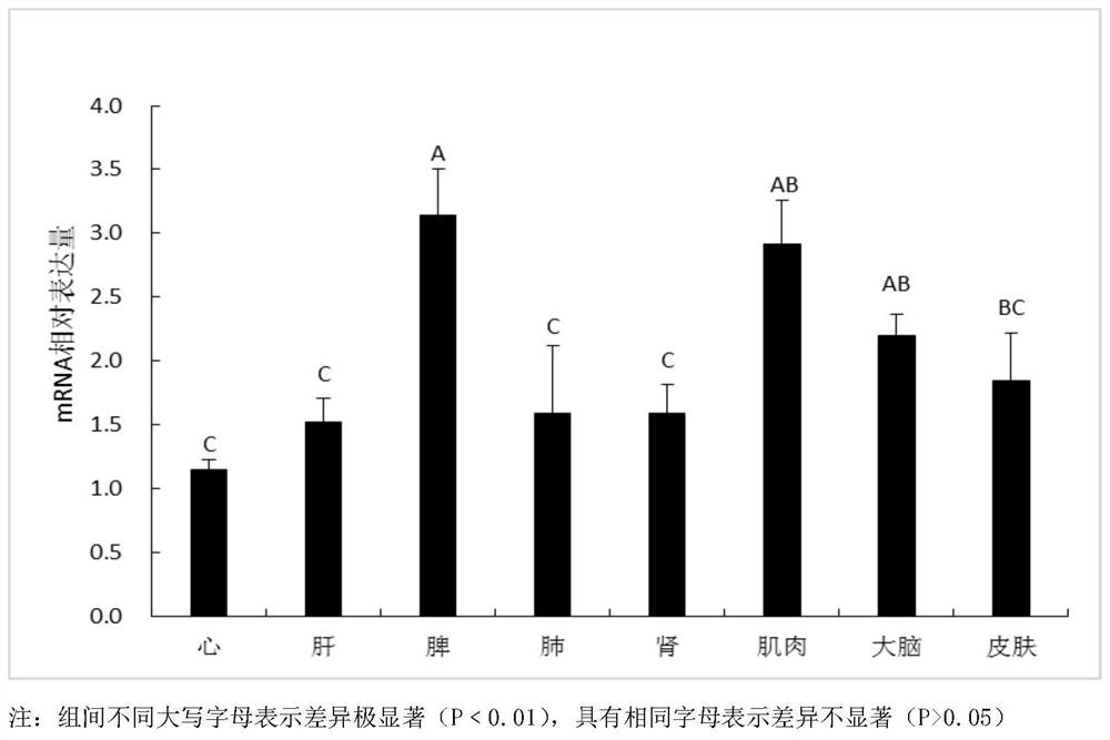 Novel long noncoding RNA gene and application thereof to preparation of reagent for detecting or diagnosing early melanosis