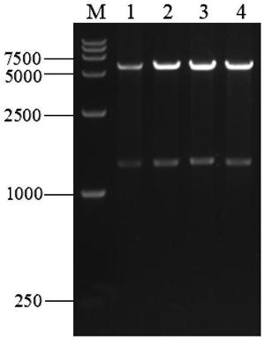 Secretory expression method of carboxypeptidase B