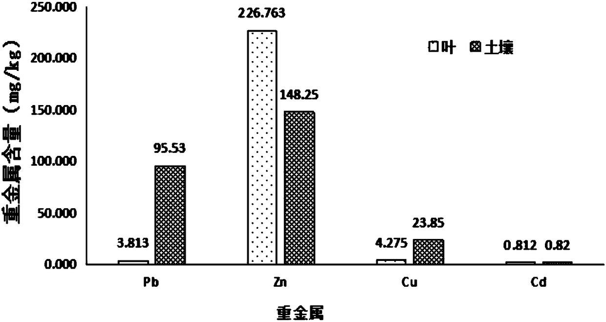 Method for repairing heavy metal contaminated soil by Chinese yews
