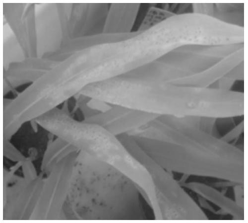 A single spore propagation method for Puccinia maize