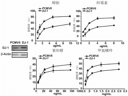 Application of DJ-1 protein in preparation of product for diagnosis and therapy of osteosarcoma