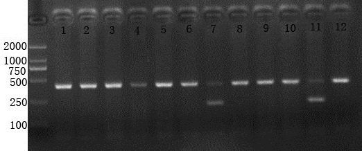 A simple and rapid DNA extraction method from chicken whole blood