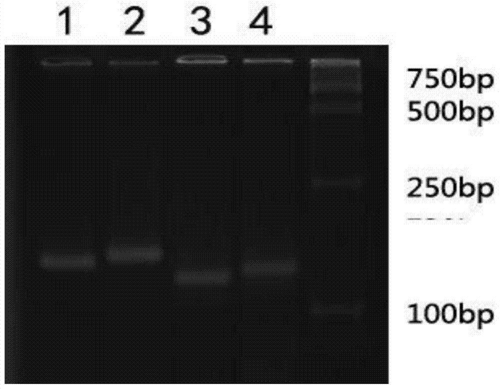 Functional markers related to mutations in the coding region of Chinese cabbage cca1 gene and their application