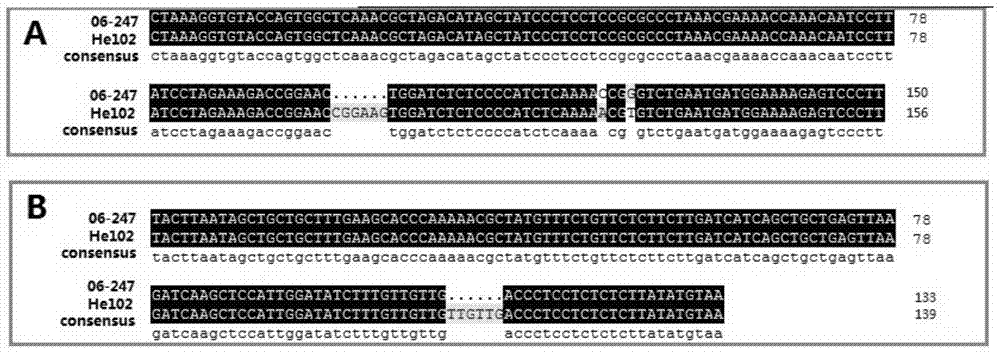 Functional markers related to mutations in the coding region of Chinese cabbage cca1 gene and their application