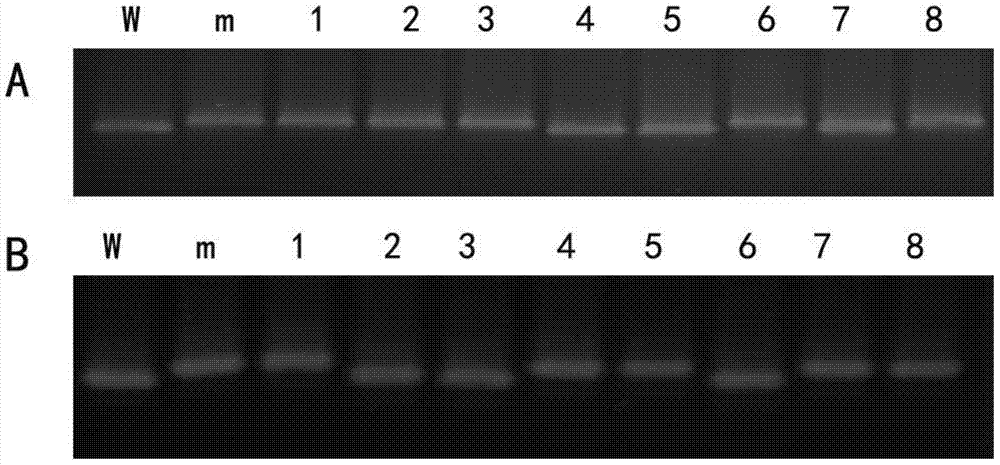 Functional markers related to mutations in the coding region of Chinese cabbage cca1 gene and their application